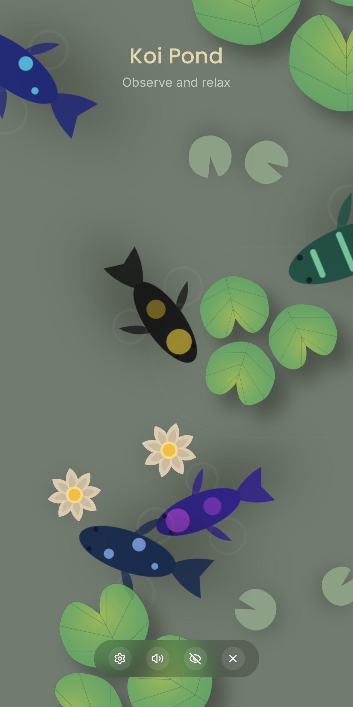 A Koi Pond in Your Pocket.